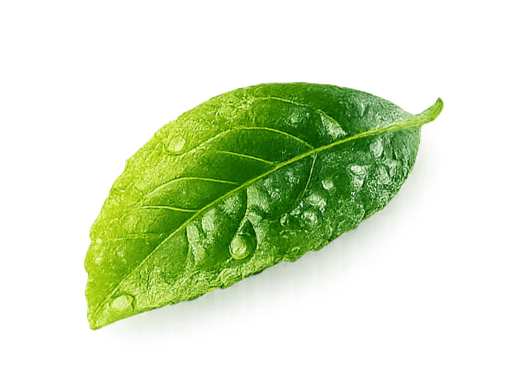 leaf decoration