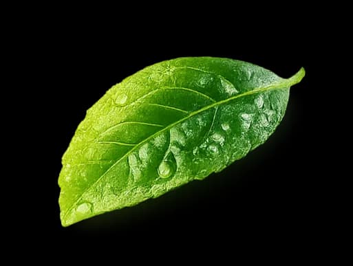 leaf decoration