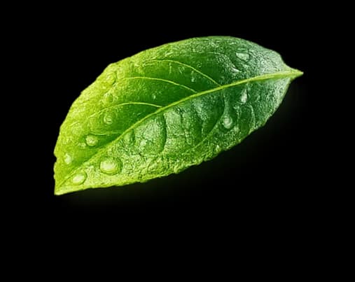 leaf decoration