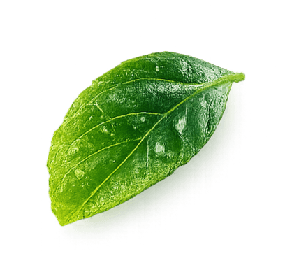 leaf decoration