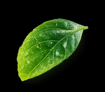 leaf decoration