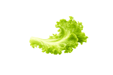 Lettuce